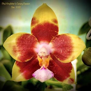 Phalaenopsis Kingfisher's Canary Passion