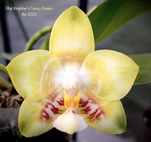 Phalaenopsis Kingfisher's Canary Passion