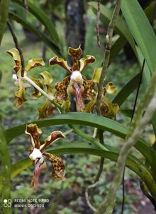 Vanda Edfrans Delight