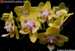 Phalaenopsis Yaphon Green Batman