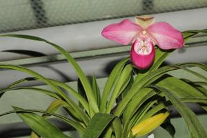 Phragmipedium Ecuagenera Dream
