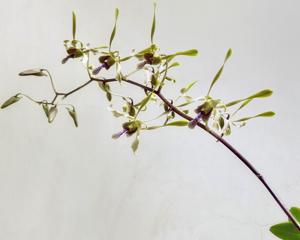 Dendrobium Tan Kok Swee