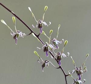 Dendrobium Tan Kok Swee