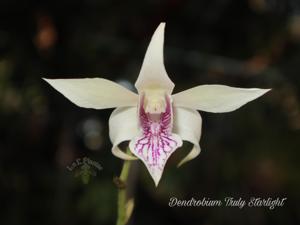 Dendrobium Truly Starlight