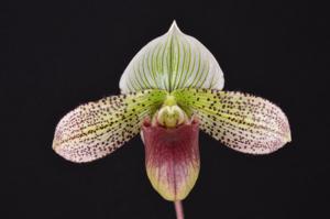 Paphiopedilum Fred's Magical Bean