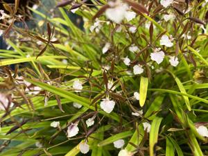 <i>Encyclia</i> Louis Felipe