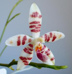 Phalaenopsis Noreen Reinhard