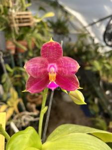 Phalaenopsis Shadow Stalker