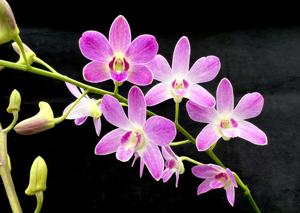 Dendrobium Samford Moondream