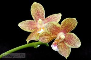 Phalaenopsis Zheng Min Lacewing