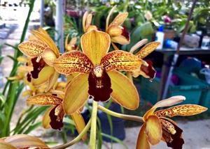 Grammatocymbidium Pakkret Nirvana