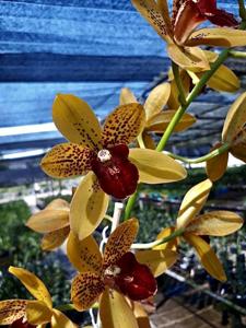 Grammatocymbidium Pakkret Nirvana