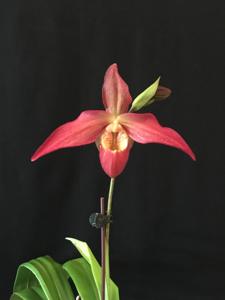 Phragmipedium QF Red Wings