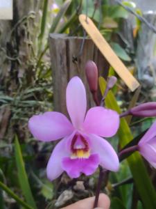 Catcylaelia Menina do Brejaõ