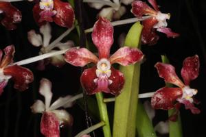 Vanda Roy Cimatu