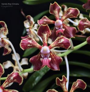 Vanda Roy Cimatu