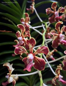 Vanda Roy Cimatu