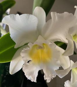 Cattlianthe Hawaii Island Bride