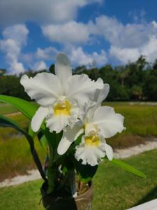 Cattlianthe Hawaii Island Bride