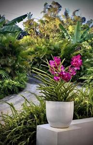 Papilionanda TKGS 1962