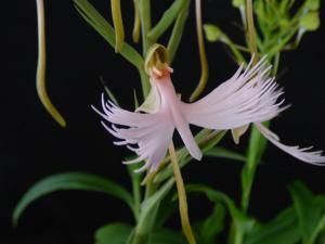 Habenaria Raingreen's Ice Bird