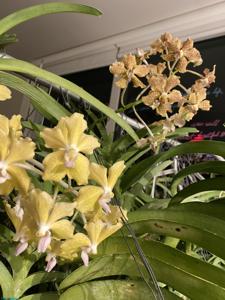 Vanda Nancy Bloomfield