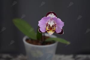 Phalaenopsis Fangmei Black Piano