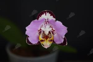 Phalaenopsis Fangmei Black Piano