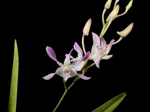 Dendrobium Ultraviolet