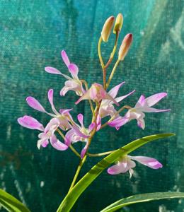 Dendrobium Ultraviolet