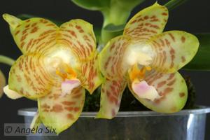 Phalaenopsis YangYang Super Model