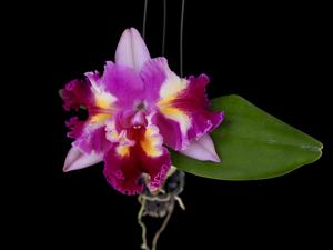 Rhyncholaeliocattleya Thaksina Candy