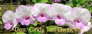 Dendrobium Cindy Tan Gwek Im