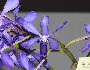 Holcovanstylis TSS Taiwan Kyanos