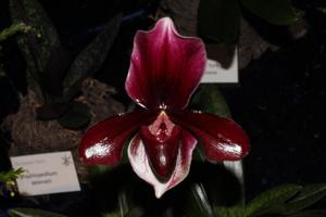 Paphiopedilum Memoria Bob Holm