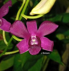 Dendrobium Jaya Srani