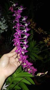 Dendrobium Jaya Srani