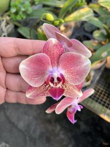 Phalaenopsis I-Hsin Maurice