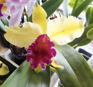 Rhyncholaeliocattleya Hsinying Golden Rooster