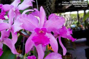 Cattleya Virgen de Guadalupe