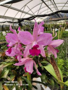 Cattleya Virgen de Guadalupe