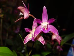 Dendrobium Tyabb Plum