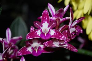 Dendrobium Tyabb Plum