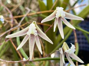 Dendrobium Amphion Axios