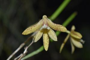 Dendrobium Amphion Aspis