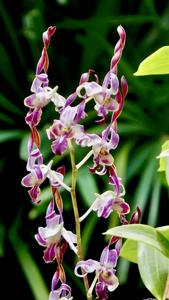 Dendrobium Tan Wee Kiat