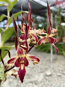 Dendrobium Tan Wee Kiat