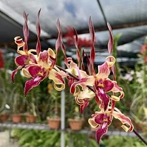 Dendrobium Tan Wee Kiat