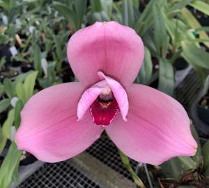 <i>Lycaste</i> Pearl Dream