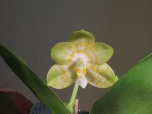 Phalaenopsis YangYang Super Bomb